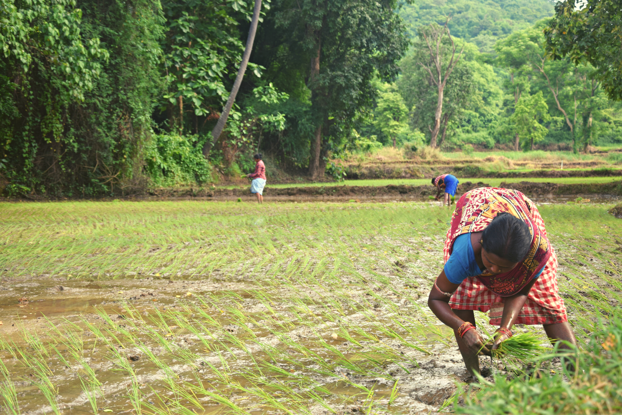 Rice Fields Water Management